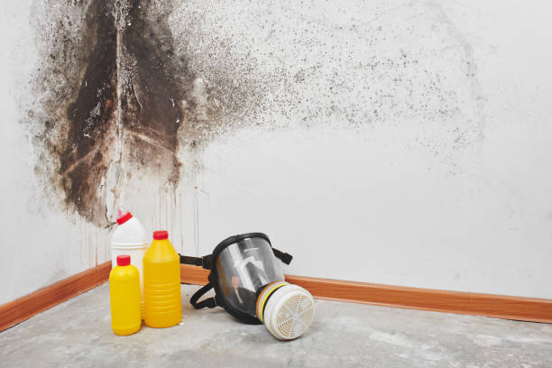 Best Same-Day Mold Removal  in Wagner, SD