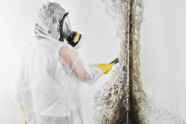 Best Black Mold Removal  in Wagner, SD