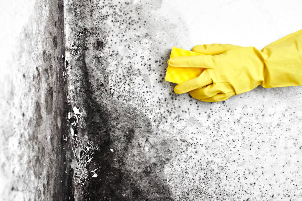 Mold Testing and Removal in Wagner, SD