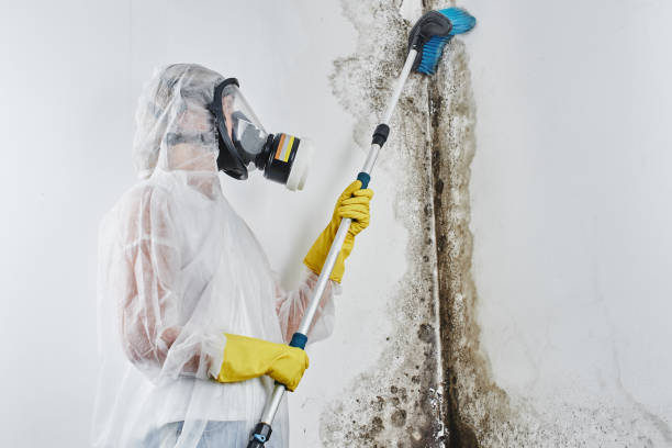 Best Best Mold Removal Companies  in Wagner, SD