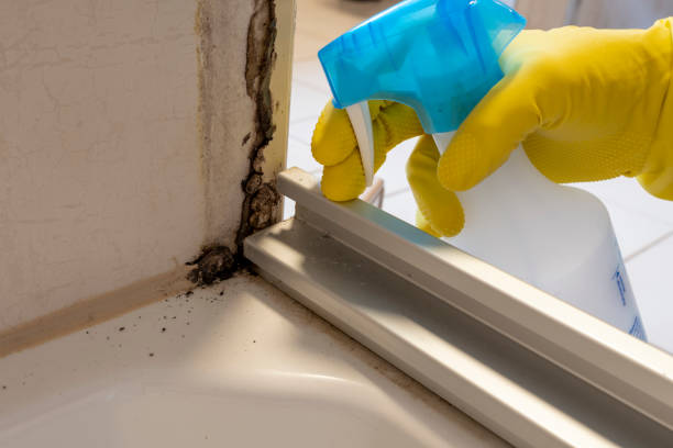 Best Certified Mold Removal  in Wagner, SD