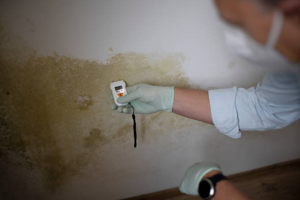 Professional Mold Removal in Wagner, SD