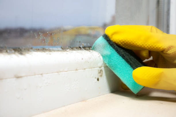 Best Mold Removal Near Me  in Wagner, SD