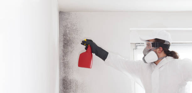 Best Home Mold Removal  in Wagner, SD