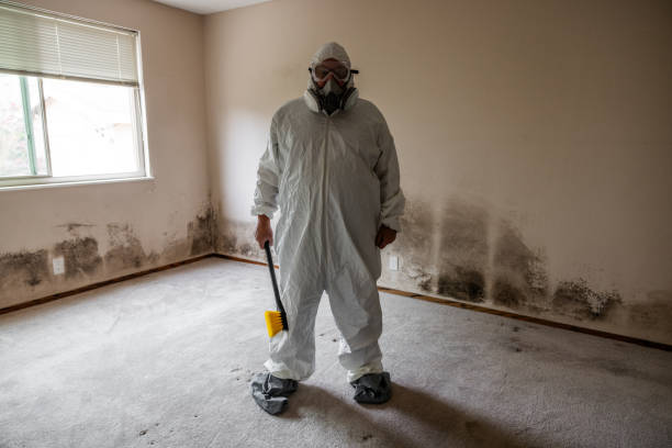 Mold Removal Process in Wagner, SD