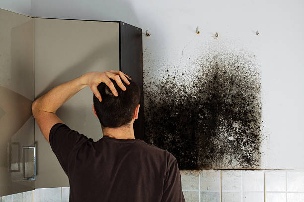 Reliable Wagner, SD Mold Removal Solutions