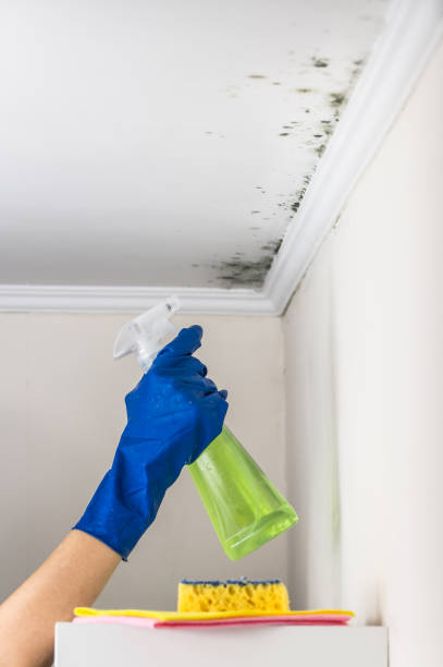 Best Mold Cleaning Services  in Wagner, SD